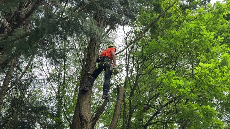 Best Tree Removal  in Orono, MN